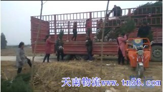 6.8米高欄貨車裝樹(shù)苗